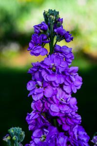 Purple Delphinium.