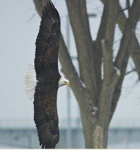 Eagle In-Flight Turn